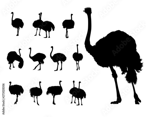 Wild African ostrich on a white background