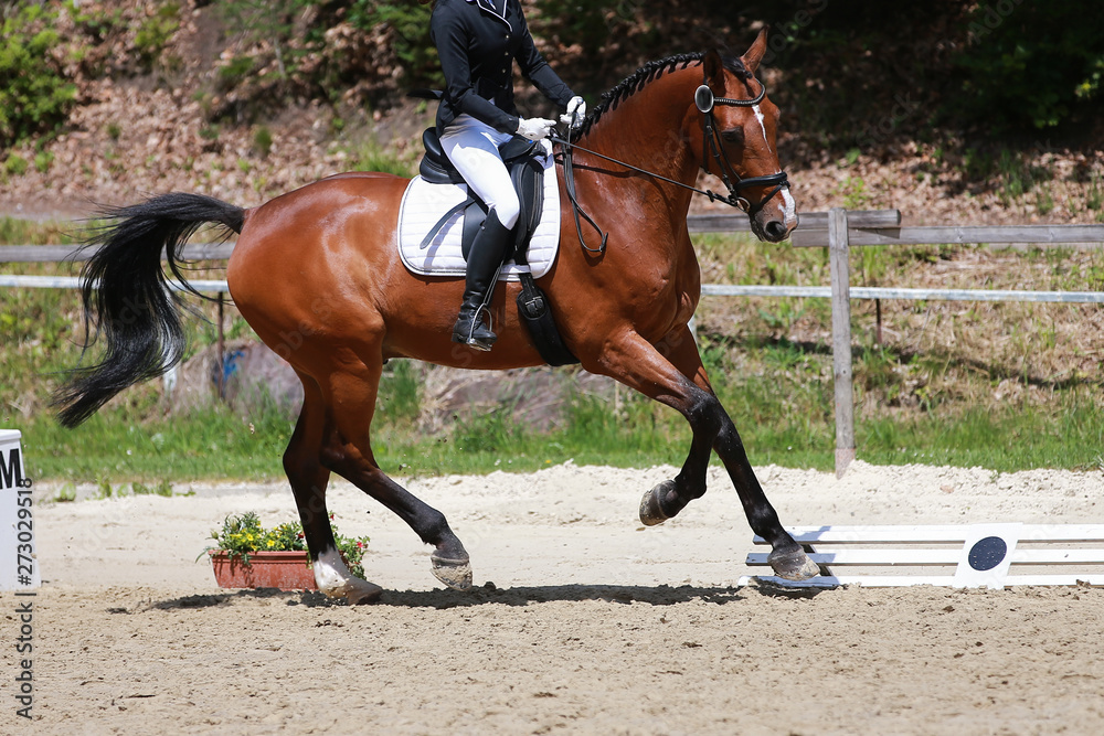 Dressage horse in a dressage competition closeup.. Dressage horse in a dressage competition closeup..