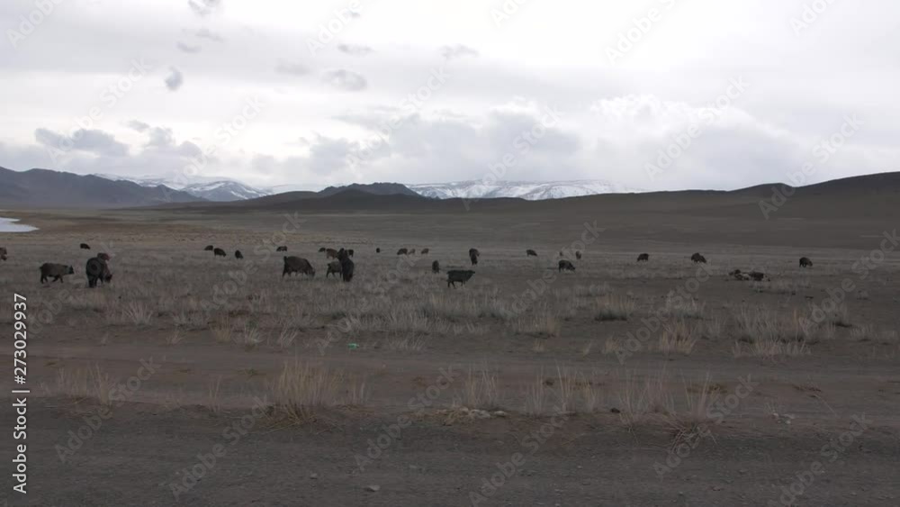 moody overcast mountains with goats and sheep moody overcast mountains with goats and sheep