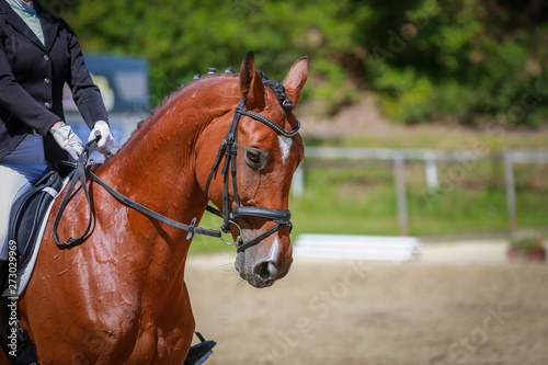 Dressage horse in a dressage competition closeup.. © RD-Fotografie