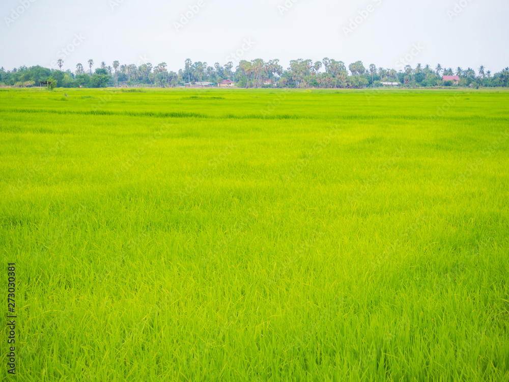 Obraz premium Green rice plantation field asia farmland