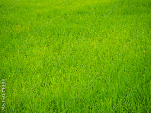 Green rice plantation field asia farmland