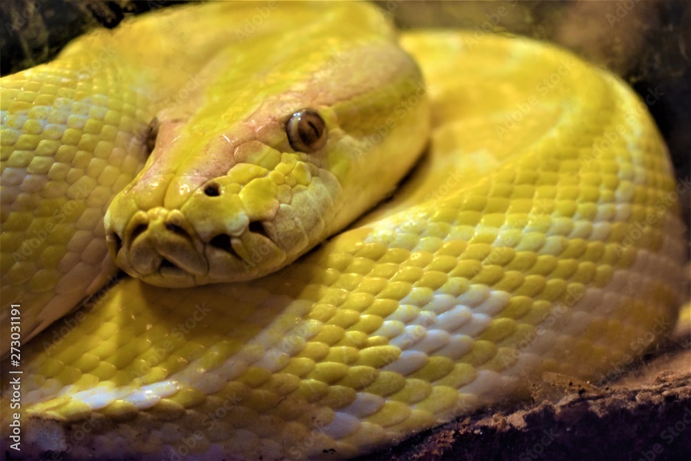 Fototapeta premium Close Up Bermese Python