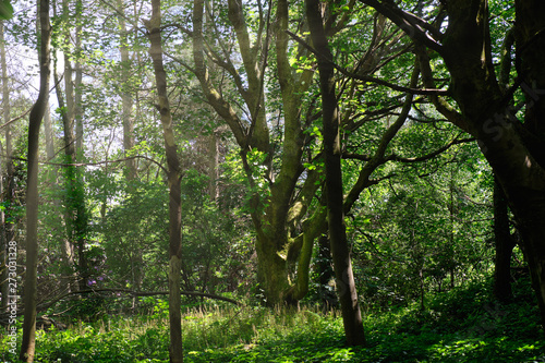 Scottish Forrest Walks in Summer Throught the Magical Scottish F