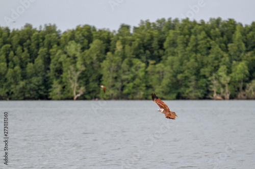 Red eagle fly on the sky in nature at thailand photo