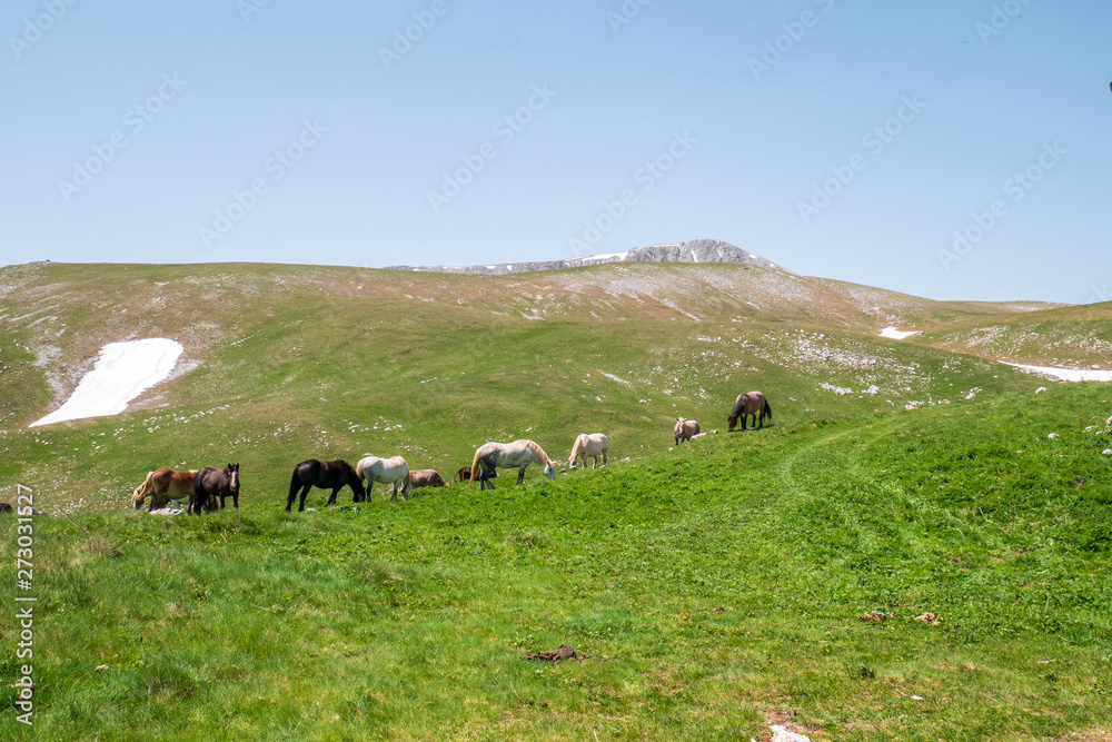 grazing horses on the mountains of Roccaraso in summer, (plateau) Piano Aremogna and Pizzalto, Monte Greco, Monti Marsicani highest group of Apennines. L'Aquila, Abruzzo, Italy