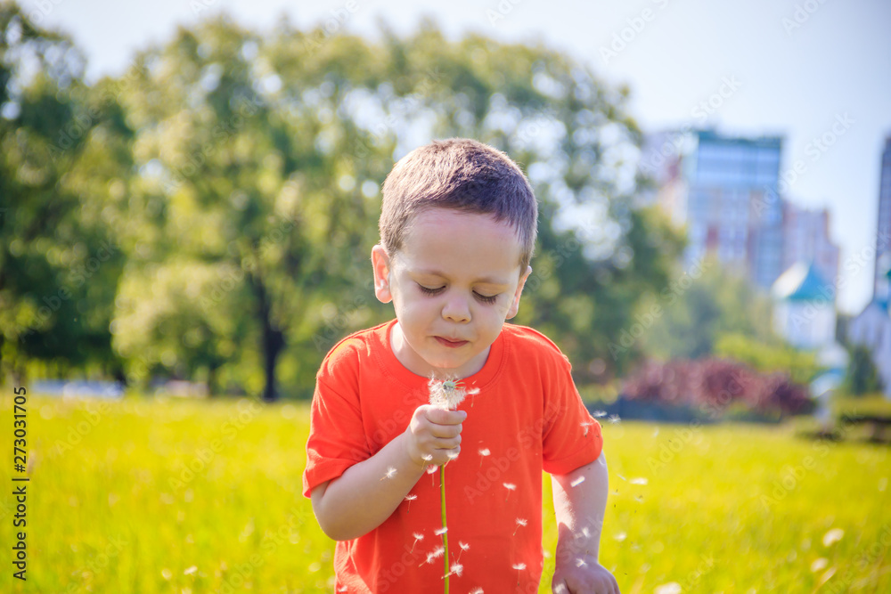 The boy is blowing a dandelion. little boy. boy and flower. white dandelion. The boy is blowing a dandelion. little boy. boy and flower. white dandelion.