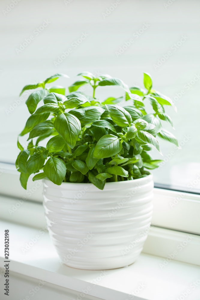 fresh basil herb in flowerpot on window