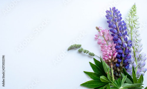 lupins in the corner of the white background