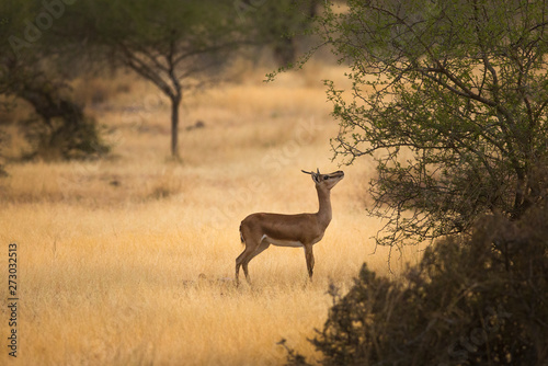Beautiful gazelle reaching for the young leave  in the golden Savannah field.