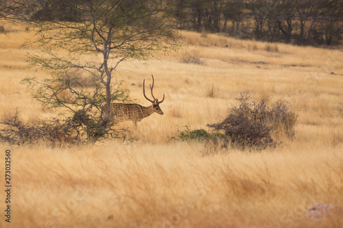 Beautiful horns Spotted dear was standing behind tree in the open space golden Savannah field.