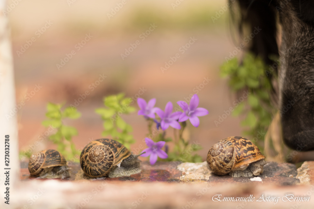 Obraz premium Escargots & chien