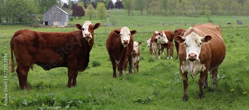 Herd of Hereford cows with their calves in the field