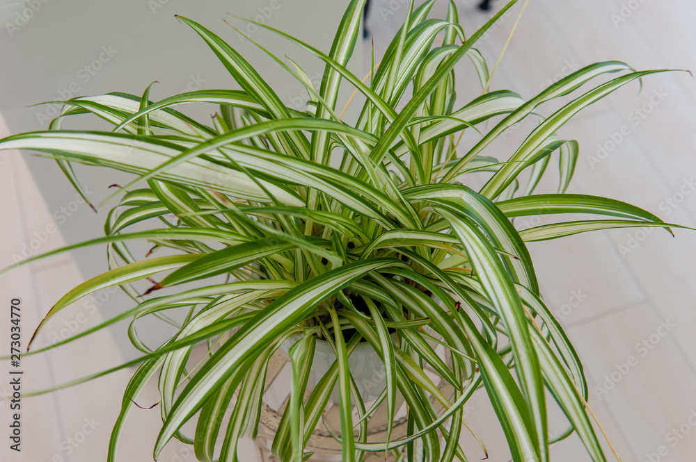 Fototapeta premium 観葉植物 インテリア