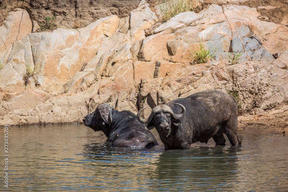 African buffalo in Kruger National park, South Africa African buffalo in Kruger National park, South Africa