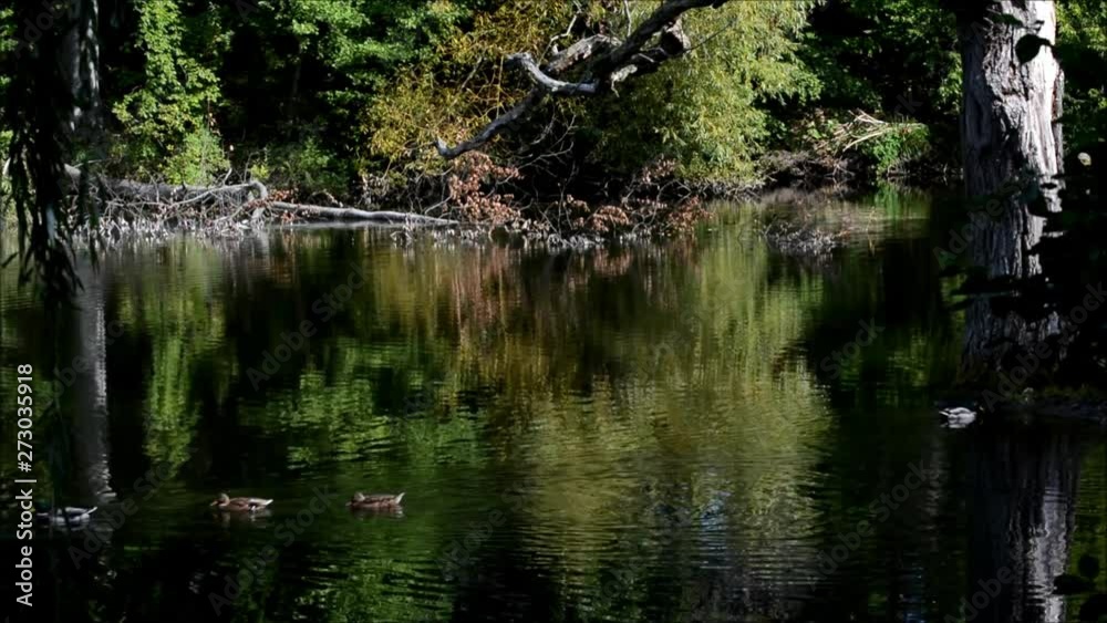 Autumn beginning in Seagulls Lake (Möwensee) in national park (Volkspark) Rehberge in Berlin-Wedding of September 22, 2016, Germany Autumn beginning in Seagulls Lake (Möwensee) in national park (Volkspark) Rehberge in Berlin-Wedding of September 22, 2016, Germany