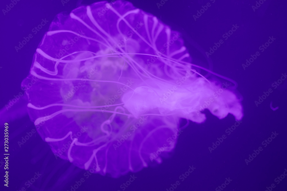 Beautiful jellyfish in the aquarium. Beautiful jellyfish in the aquarium.