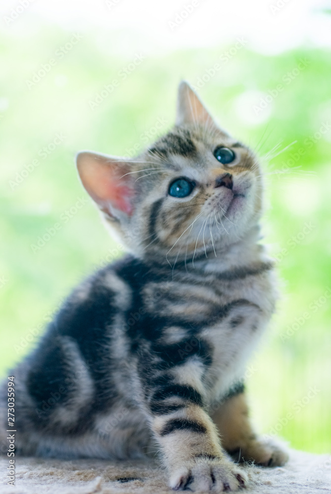 Little kitten that leans - 小首を傾げる子猫 Little kitten that leans - 小首を傾げる子猫