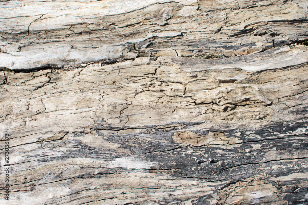 Old wood texture. Old wood texture.