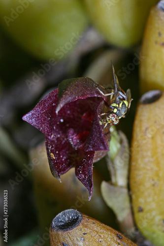 Rare wild orchids from Thailand.  Red Color Bulbophyllum with working hornet collection pollen.