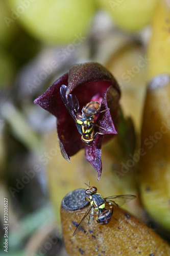 Rare wild orchids from Thailand.  Red Color Bulbophyllum with working hornet collection pollen.