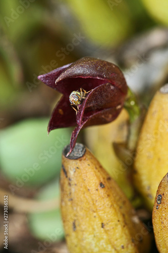 Rare wild orchids from Thailand.  Red Color Bulbophyllum with working hornet collection pollen.