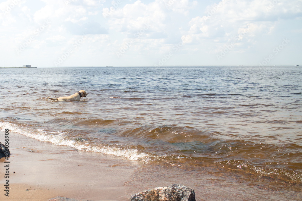 Fototapeta premium dog playing in the water on the coast on a sunny day