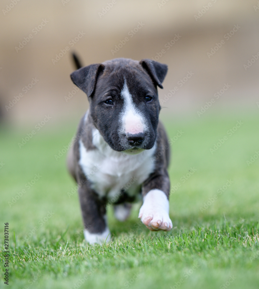 Close up of a bull terrier puppy in the grass