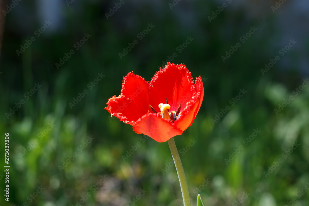 Red tulip with terry petals closeup. Macro shooting. Red tulip with terry petals closeup. Macro shooting.