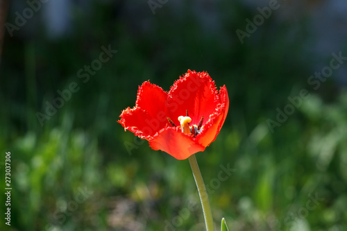 Red tulip with terry petals closeup. Macro shooting.