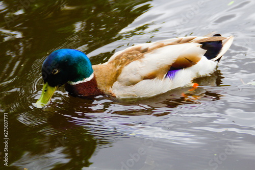 A male mallard duck (Anas platyrhynchos) swimming