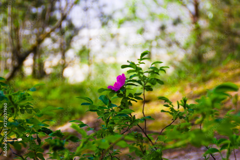 A pink flower on green blurred background A pink flower on green blurred background
