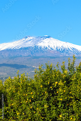 Beautiful picture of Mount Etna volcano captured with lemon trees with ripe yellow lemons. Blue sky  sunny day  snow on the top of the mountain. Sicilian concept  landscape in Italy