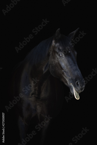 black horse isolated on black background puts out tongue  © vprotastchik