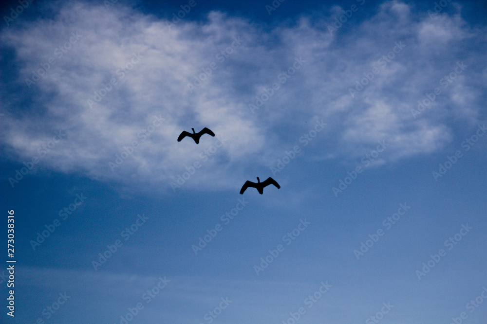 Two storks (Ciconiidae) flying in sky