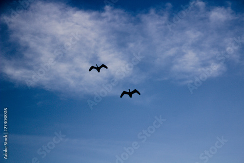 Two storks (Ciconiidae) flying in sky