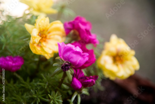 portulaca mix on pot in the garden