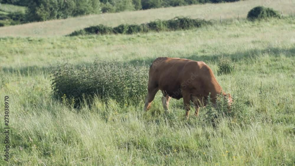 Une vache de race Limousine broute dans un pré 