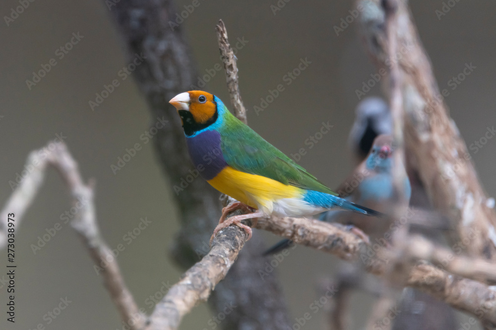 Gouldian Finch