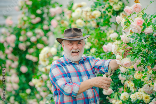 Grandfather working in garden over roses background. Flower care and watering. Happy gardener with spring flowers.