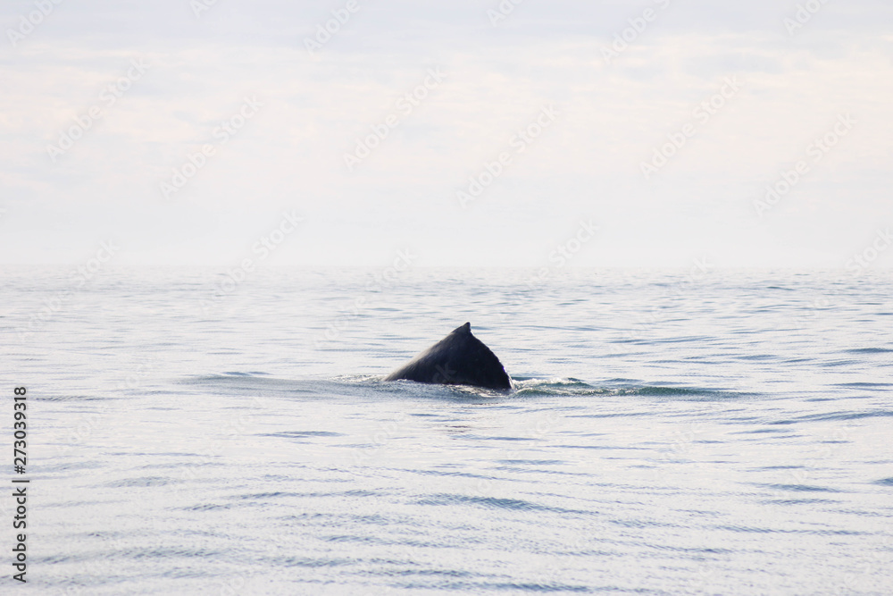 Fototapeta premium Alaska