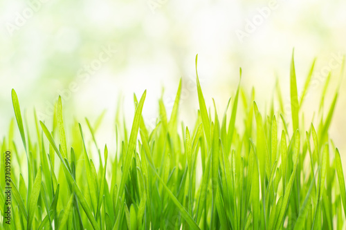 Fresh green grass in bright sunshine