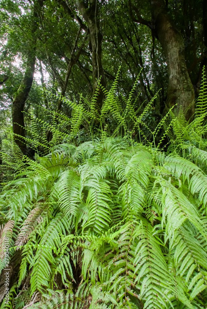 Fern of Yakushima Island - 屋久島のシダ Fern of Yakushima Island - 屋久島のシダ