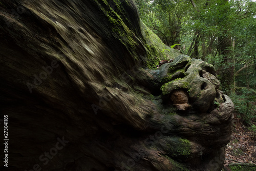 The Monster on Yakushima Island -                            