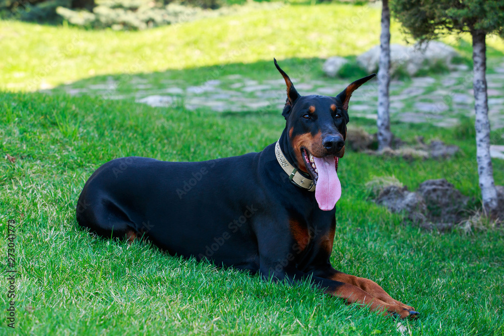 dog breed Doberman Pinscher