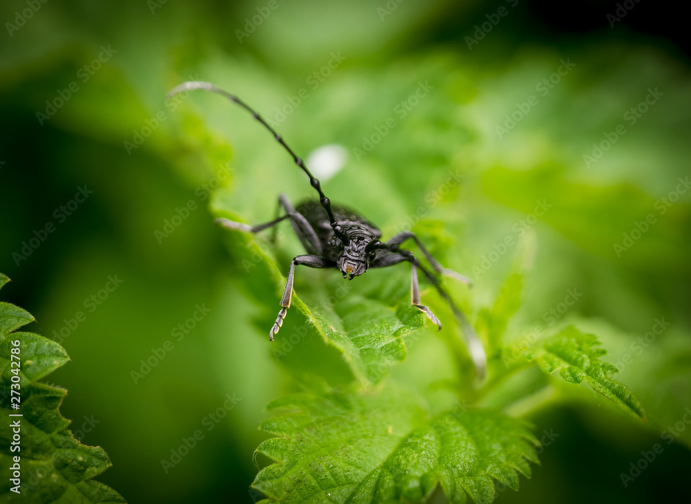 Big black beetle on green plant, macro shot Big black beetle on green plant, macro shot