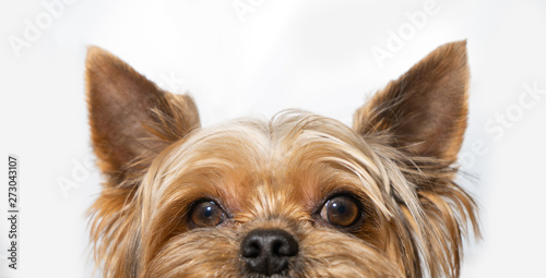 Dog yorkshire terrier peeping on white background