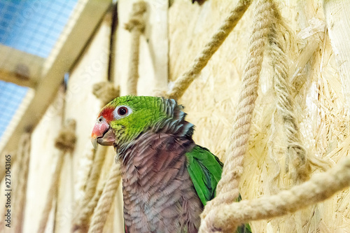 Obraz na płótnie Beautiful parrot in