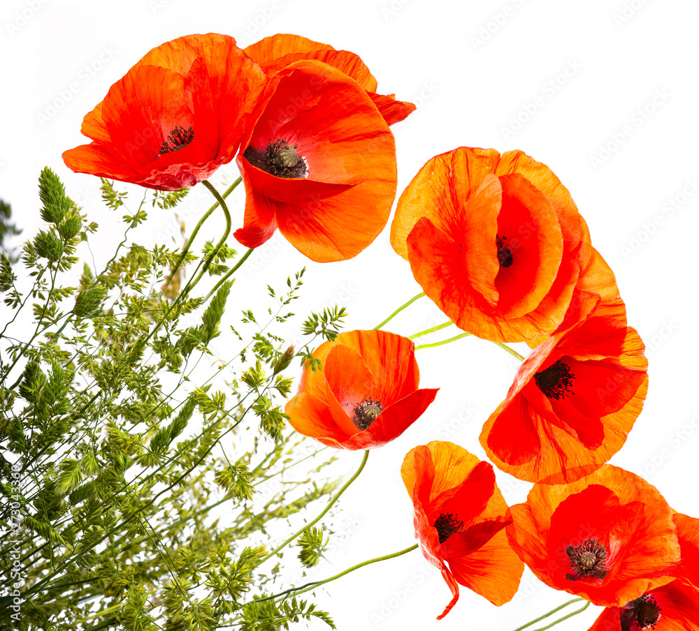 Obraz premium zielona trawa i czerwone maki na białym tle na białym tle