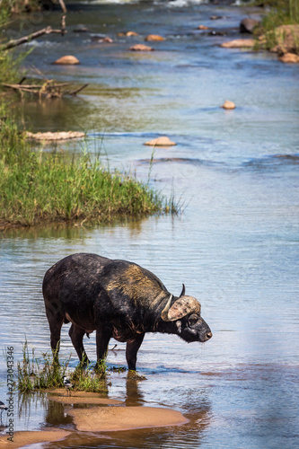 African buffalo in Kruger National park  South Africa